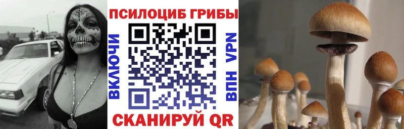 Псилоцибиновые грибы мухоморы  где купить наркоту  мега как зайти  Талица 